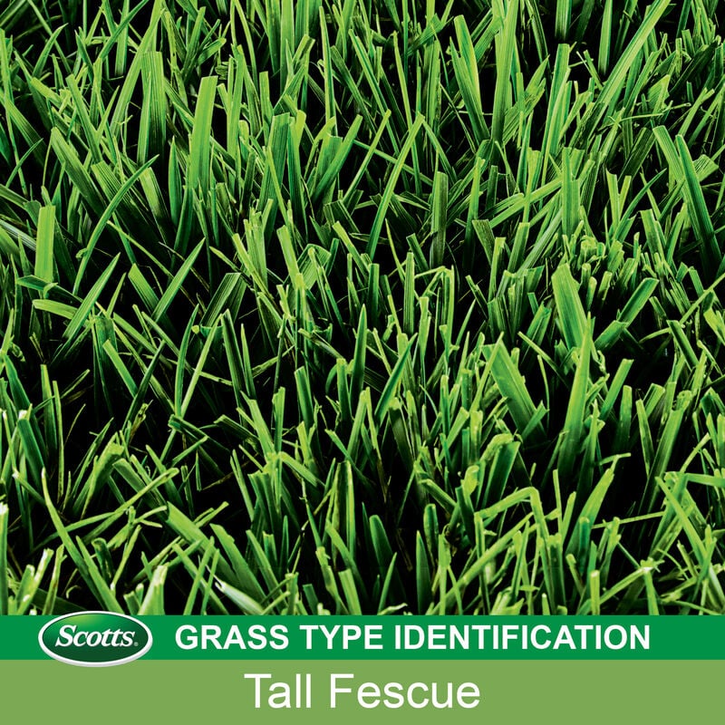 Scotts® EZ Seed® Patch & Repair Tall Fescue Lawns image number null