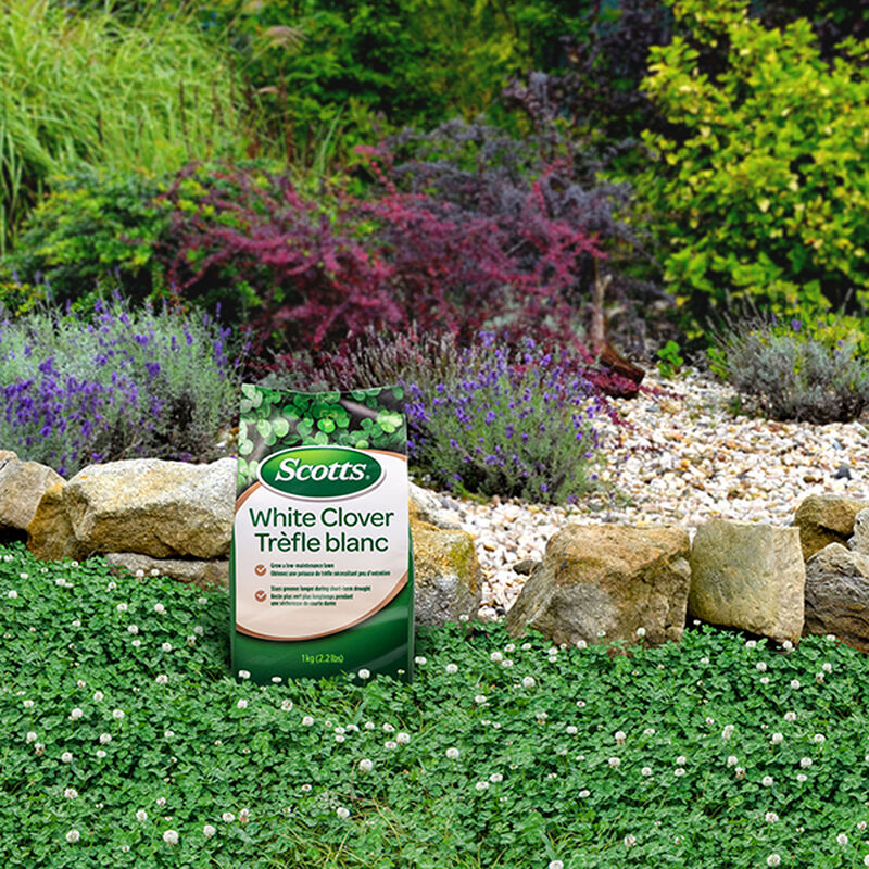 Scotts® White Clover image number null