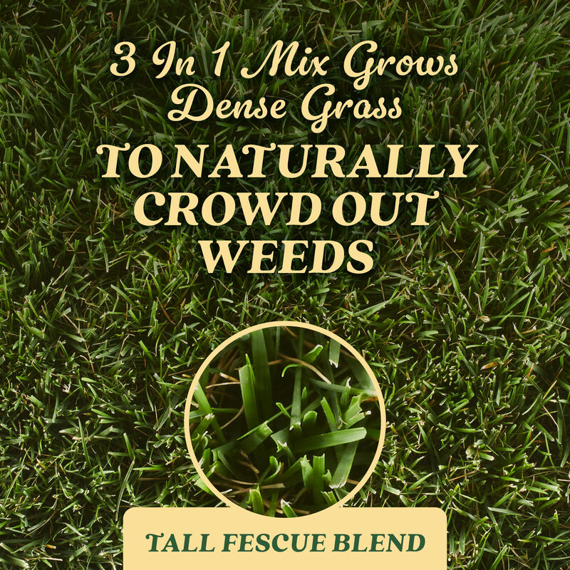 O.M. Scott & Sons™ Tall Fescue Blend Grass Seed image number null