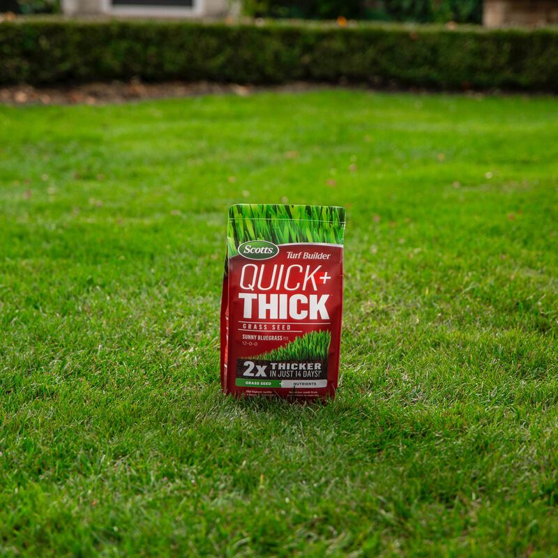 Scotts® Turf Builder® Quick + Thick™ Grass Seed  Sunny Bluegrass Mix image number null