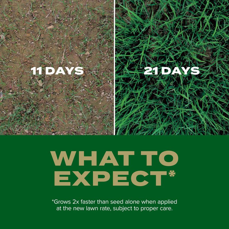 Scotts® Turf Builder Rapid Grass™ Southern Gold® Blend for Tall Fescue Lawns image number null
