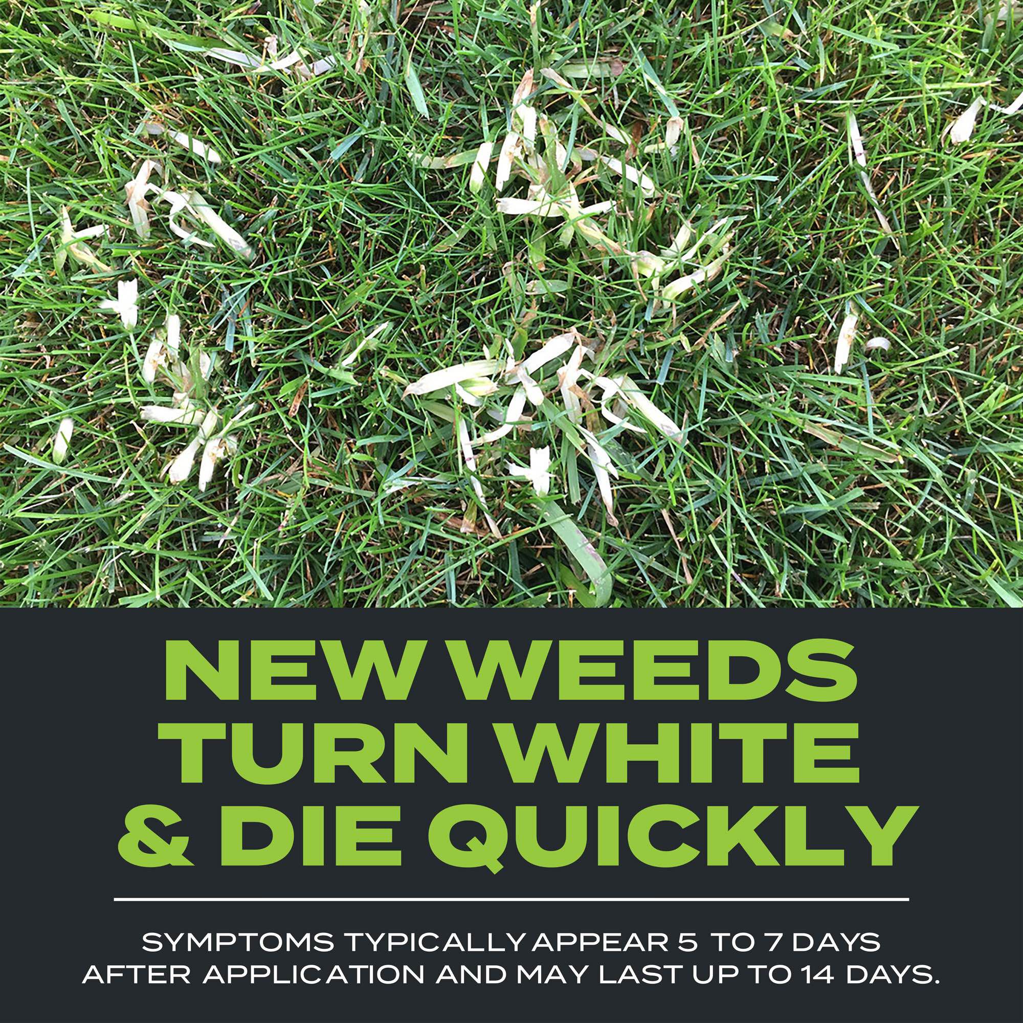 Scotts triple sale action turf builder