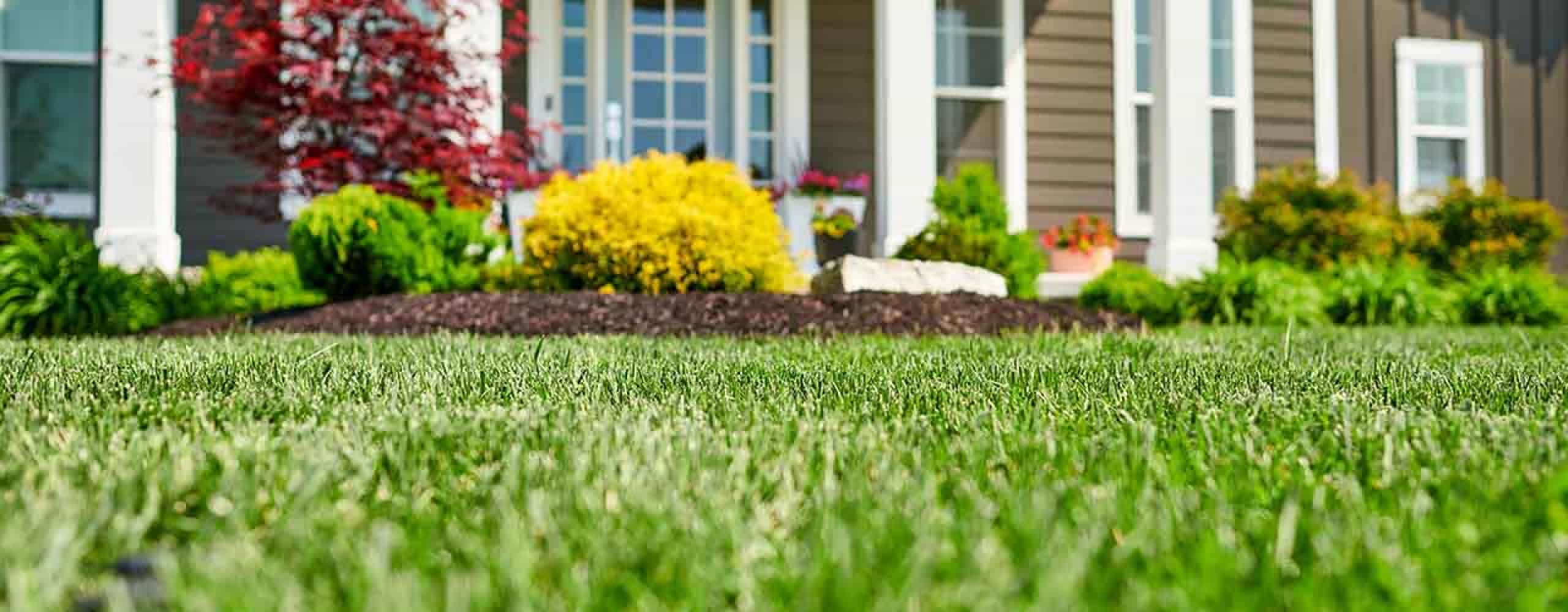 Comment identifier, se débarrasser et prévenir Charlie dans le jardin